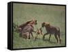 Young Cheetahs Practice Hunting-DLILLC-Framed Stretched Canvas