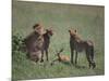 Young Cheetahs Practice Hunting-DLILLC-Mounted Photographic Print