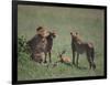 Young Cheetahs Practice Hunting-DLILLC-Framed Photographic Print