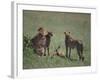 Young Cheetahs Practice Hunting-DLILLC-Framed Photographic Print