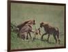 Young Cheetahs Practice Hunting-DLILLC-Framed Photographic Print