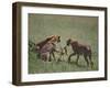 Young Cheetahs Practice Hunting-DLILLC-Framed Photographic Print