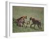 Young Cheetahs Practice Hunting-DLILLC-Framed Photographic Print