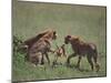 Young Cheetahs Practice Hunting-DLILLC-Mounted Photographic Print