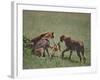 Young Cheetahs Practice Hunting-DLILLC-Framed Photographic Print