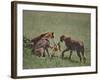 Young Cheetahs Practice Hunting-DLILLC-Framed Photographic Print