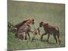Young Cheetahs Practice Hunting-DLILLC-Mounted Photographic Print