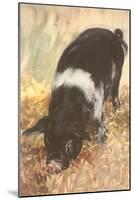 Young Chester White Pig-null-Mounted Art Print