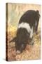 Young Chester White Pig-null-Stretched Canvas