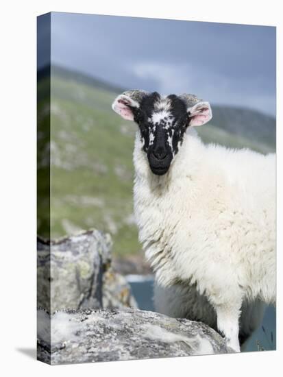 Young Cheviot Ram on the Isle of Harris, Scotland-Martin Zwick-Stretched Canvas