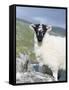 Young Cheviot Ram on the Isle of Harris, Scotland-Martin Zwick-Framed Stretched Canvas