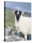 Young Cheviot Ram on the Isle of Harris, Scotland-Martin Zwick-Stretched Canvas