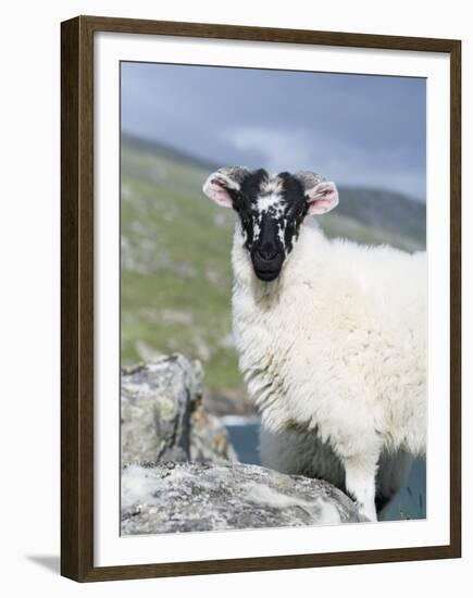 Young Cheviot Ram on the Isle of Harris, Scotland-Martin Zwick-Framed Premium Photographic Print