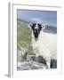 Young Cheviot Ram on the Isle of Harris, Scotland-Martin Zwick-Framed Premium Photographic Print