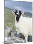 Young Cheviot Ram on the Isle of Harris, Scotland-Martin Zwick-Mounted Premium Photographic Print