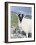 Young Cheviot Ram on the Isle of Harris, Scotland-Martin Zwick-Framed Photographic Print