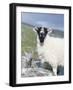 Young Cheviot Ram on the Isle of Harris, Scotland-Martin Zwick-Framed Photographic Print