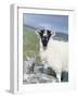 Young Cheviot Ram on the Isle of Harris, Scotland-Martin Zwick-Framed Photographic Print