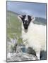 Young Cheviot Ram on the Isle of Harris, Scotland-Martin Zwick-Mounted Photographic Print