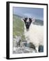 Young Cheviot Ram on the Isle of Harris, Scotland-Martin Zwick-Framed Photographic Print