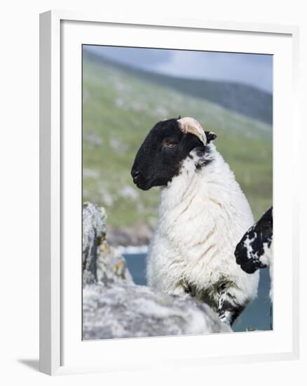 Young Cheviot Ram on the Isle of Harris, Scotland-Martin Zwick-Framed Photographic Print