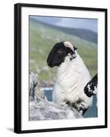 Young Cheviot Ram on the Isle of Harris, Scotland-Martin Zwick-Framed Photographic Print