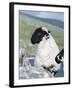 Young Cheviot Ram on the Isle of Harris, Scotland-Martin Zwick-Framed Photographic Print