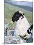 Young Cheviot Ram on the Isle of Harris, Scotland-Martin Zwick-Mounted Photographic Print