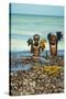 Young Children Playing with Seaweed, Ifaty, Tulear, Madagascar-Anthony Asael-Stretched Canvas