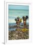 Young Children Playing with Seaweed, Ifaty, Tulear, Madagascar-Anthony Asael-Framed Premium Photographic Print
