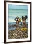 Young Children Playing with Seaweed, Ifaty, Tulear, Madagascar-Anthony Asael-Framed Premium Photographic Print