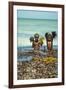 Young Children Playing with Seaweed, Ifaty, Tulear, Madagascar-Anthony Asael-Framed Photographic Print