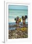 Young Children Playing with Seaweed, Ifaty, Tulear, Madagascar-Anthony Asael-Framed Photographic Print