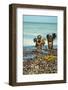 Young Children Playing with Seaweed, Ifaty, Tulear, Madagascar-Anthony Asael-Framed Photographic Print