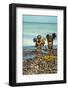 Young Children Playing with Seaweed, Ifaty, Tulear, Madagascar-Anthony Asael-Framed Photographic Print