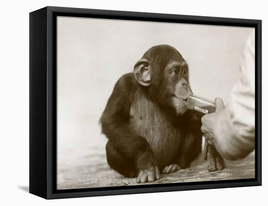 Young Chimpanzee 'Johnnie' Taking Cod-Liver Oil at London Zoo, April 1923-Frederick William Bond-Framed Stretched Canvas