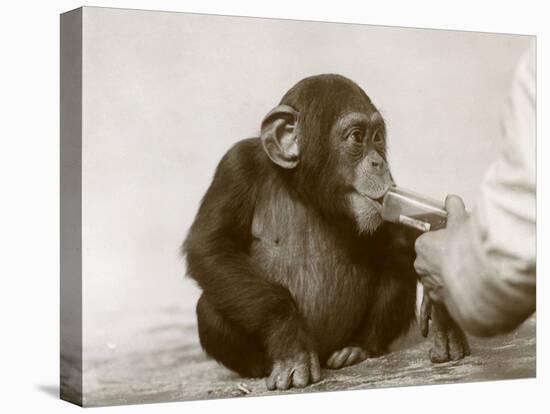 Young Chimpanzee 'Johnnie' Taking Cod-Liver Oil at London Zoo, April 1923-Frederick William Bond-Stretched Canvas