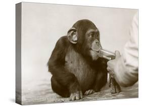 Young Chimpanzee 'Johnnie' Taking Cod-Liver Oil at London Zoo, April 1923-Frederick William Bond-Stretched Canvas