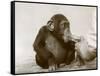 Young Chimpanzee 'Johnnie' Taking Cod-Liver Oil at London Zoo, April 1923-Frederick William Bond-Framed Stretched Canvas