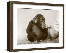 Young Chimpanzee 'Johnnie' Taking Cod-Liver Oil at London Zoo, April 1923-Frederick William Bond-Framed Photographic Print