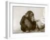 Young Chimpanzee 'Johnnie' Taking Cod-Liver Oil at London Zoo, April 1923-Frederick William Bond-Framed Photographic Print