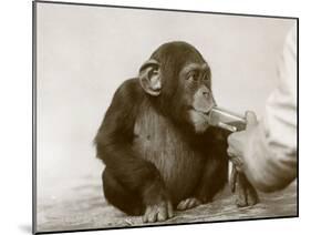 Young Chimpanzee 'Johnnie' Taking Cod-Liver Oil at London Zoo, April 1923-Frederick William Bond-Mounted Photographic Print