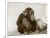 Young Chimpanzee 'Johnnie' Taking Cod-Liver Oil at London Zoo, April 1923-Frederick William Bond-Framed Photographic Print