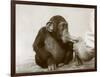 Young Chimpanzee 'Johnnie' Taking Cod-Liver Oil at London Zoo, April 1923-Frederick William Bond-Framed Photographic Print