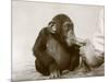 Young Chimpanzee 'Johnnie' Taking Cod-Liver Oil at London Zoo, April 1923-Frederick William Bond-Mounted Photographic Print