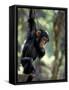 Young Chimpanzee Male, Gombe National Park, Tanzania-Kristin Mosher-Framed Stretched Canvas