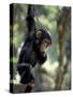 Young Chimpanzee Male, Gombe National Park, Tanzania-Kristin Mosher-Stretched Canvas