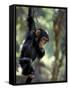 Young Chimpanzee Male, Gombe National Park, Tanzania-Kristin Mosher-Framed Stretched Canvas