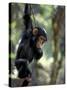 Young Chimpanzee Male, Gombe National Park, Tanzania-Kristin Mosher-Stretched Canvas