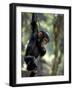 Young Chimpanzee Male, Gombe National Park, Tanzania-Kristin Mosher-Framed Photographic Print